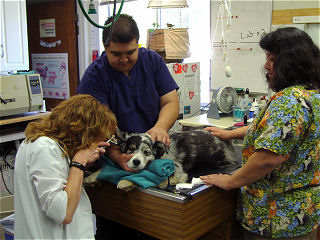 Services – Animal Hospital of Cloverdale
